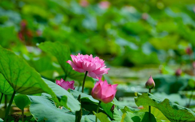Ngỡ ngàng hồ sen bên Vịnh di sản đẹp như tranh vẽ