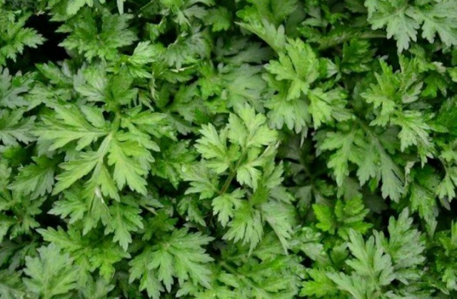 Trà ngải cứu có tác dụng gì cho sức khỏe?